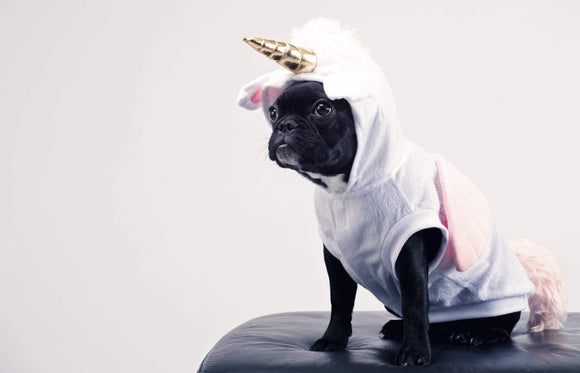 cute dog dressed with costume