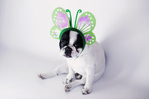 cute dog with costume