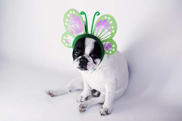 cute dog with costume